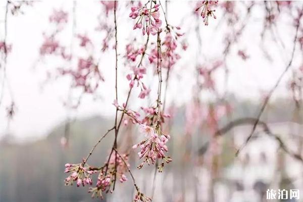 湖南省植物园樱花什么时候开