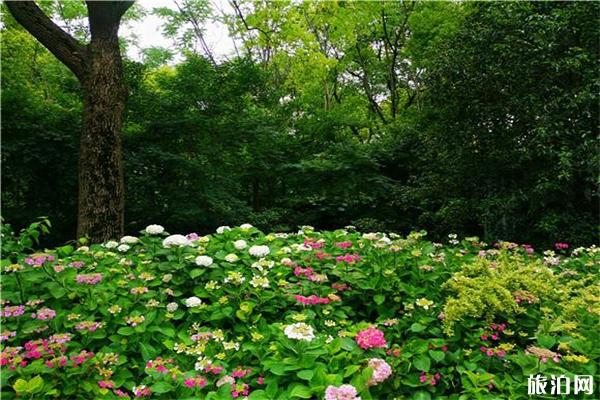 上海共青森林公园端午节芳香植物展 疫情后游玩指南