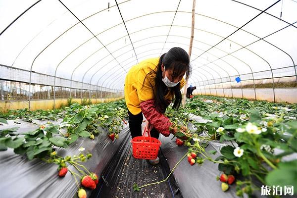 重庆柳童村种植采摘园怎么去 草莓采摘价格多少