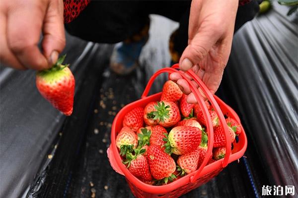 重庆柳童村种植采摘园怎么去 草莓采摘价格多少
