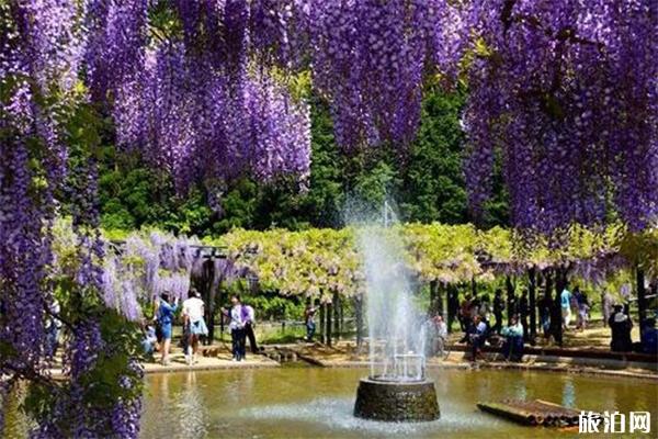日本紫藤萝瀑布在哪 