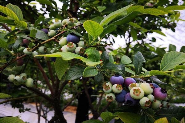 怀宁蓝莓采摘基地推荐 蓝莓旅游节举办