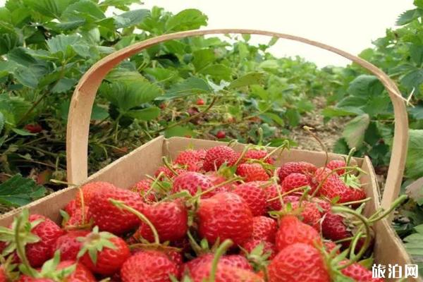 贵阳花溪区草莓种植园草莓采摘价格多少钱
