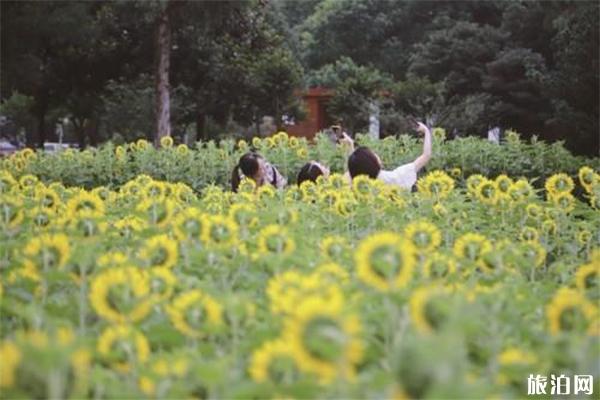 温州瓯海区半塘园向日葵什么时候开
