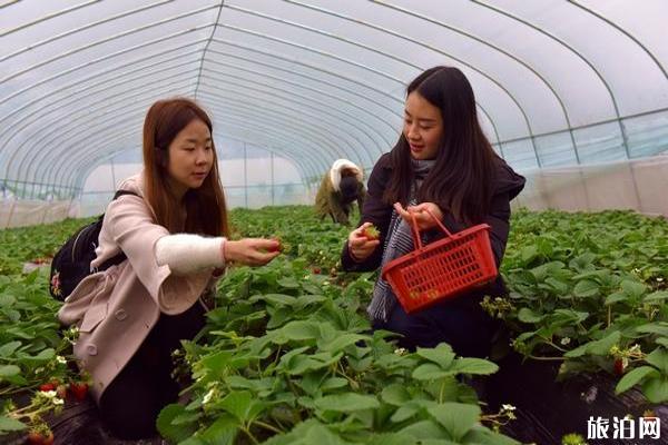 贵州镇远草莓采摘园在哪里