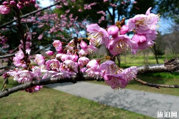 常州青枫公园都有哪些花可赏 附赏花指南