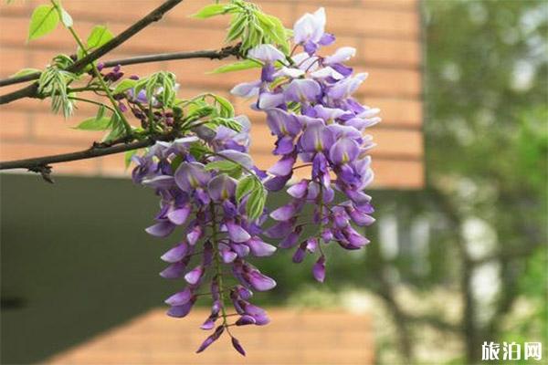 上海紫藤花在哪可以观赏到
