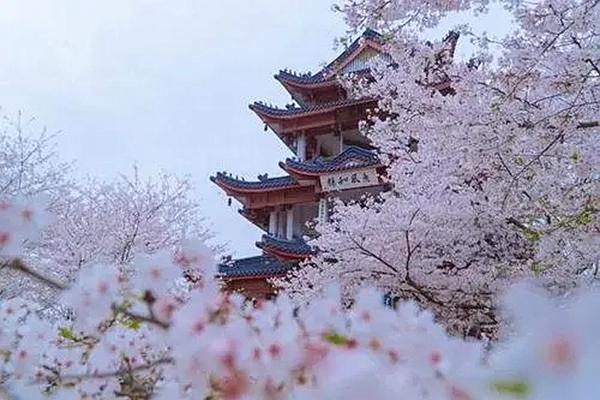 观赏武汉大学樱花的最佳时间是在几月份 三月份最合适不过了