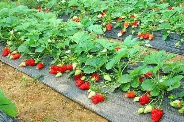 2022武汉哪里有摘草莓的地方 草莓多少钱一斤