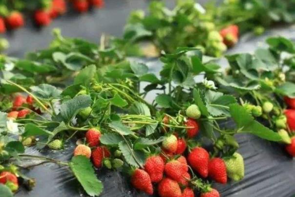 深圳摘草莓的地方在哪里 深圳摘草莓价格和路线