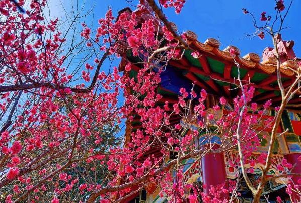 2022南京春季旅游最佳去处