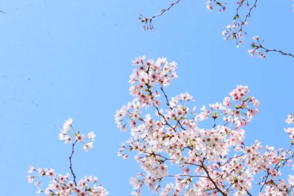 2022贵安樱花园人多吗 贵州樱花景点有哪些