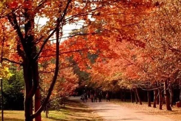 2021上海秋季景色最美的地方