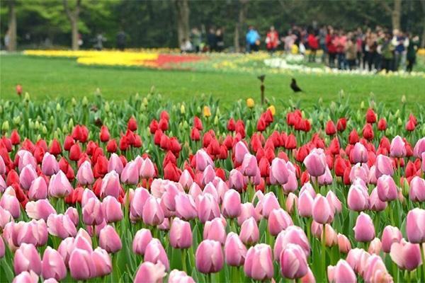 2022杭州太子湾公园春天有哪些花