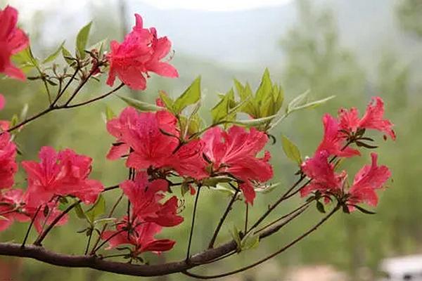 温州杜鹃花在哪里观赏最好 这些地方的杜鹃花美丽又芬芳
