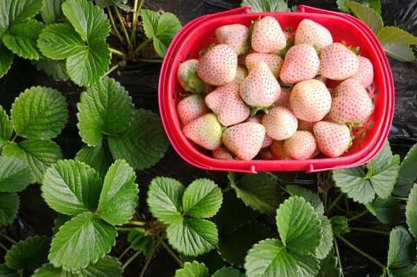 石家庄哪有摘草莓的地方 采摘草莓好去处