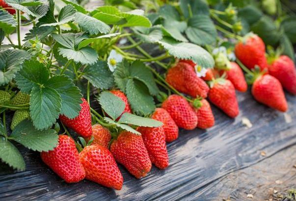 武汉哪里有草莓园摘草莓 现在能摘草莓的吗